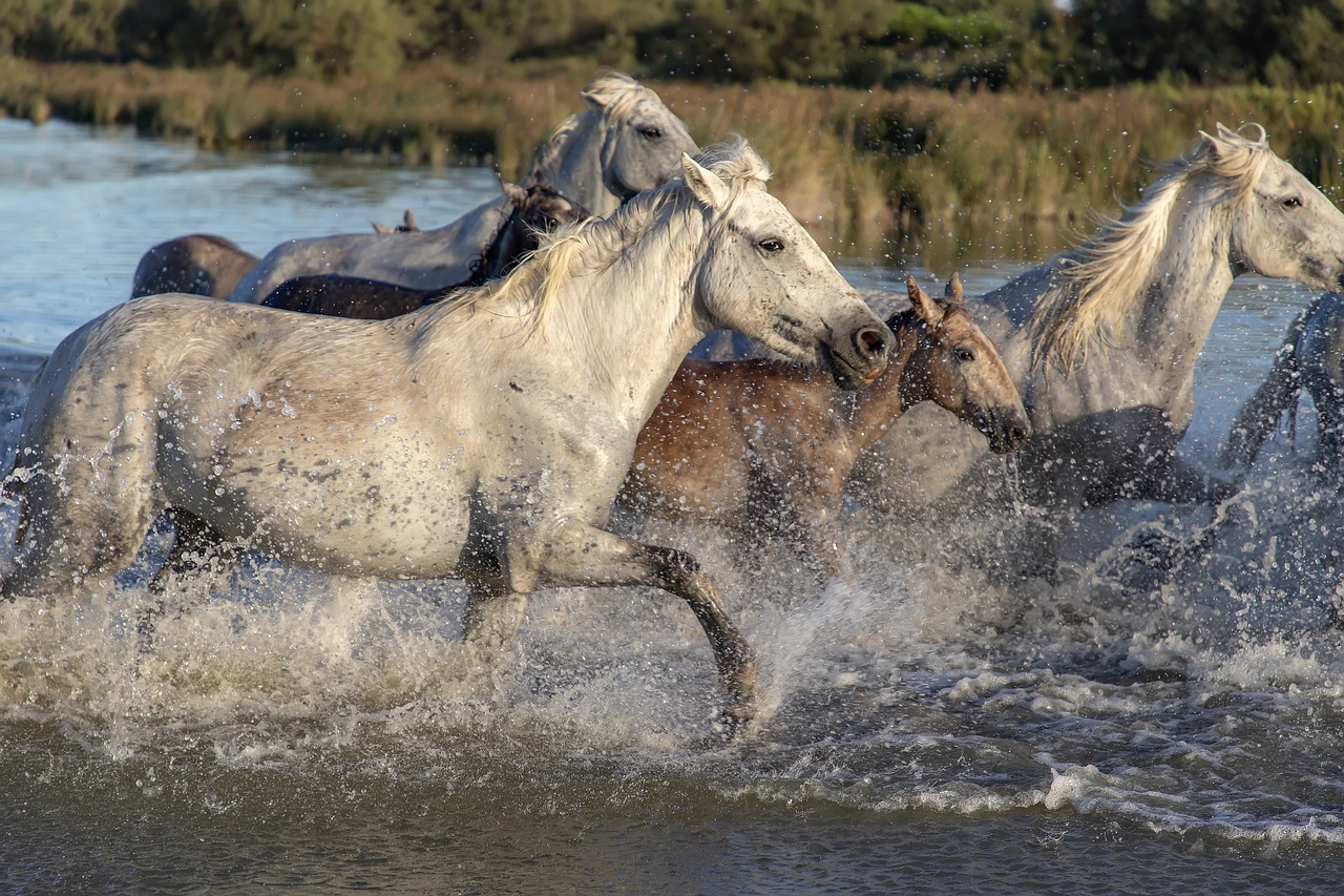 How to Draw a Running Horse: Step-By-Step Guide